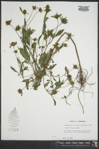 Bidens vulgata image