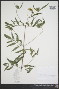 Bidens polylepis image