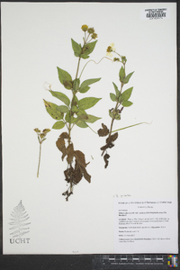 Bidens alba image