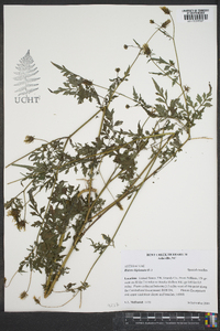 Bidens bipinnata image