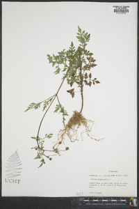 Bidens bipinnata image