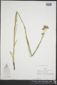 Marshallia graminifolia image