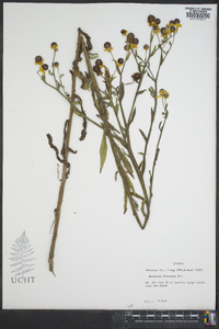 Helenium flexuosum image