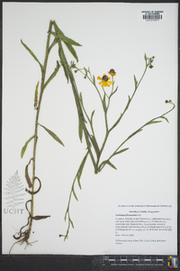 Helenium flexuosum image