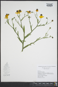 Helenium flexuosum image