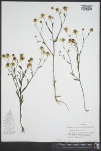 Helenium flexuosum image