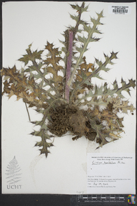 Cirsium horridulum image