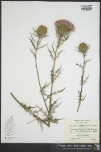 Cirsium discolor image