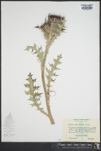 Cirsium horridulum image