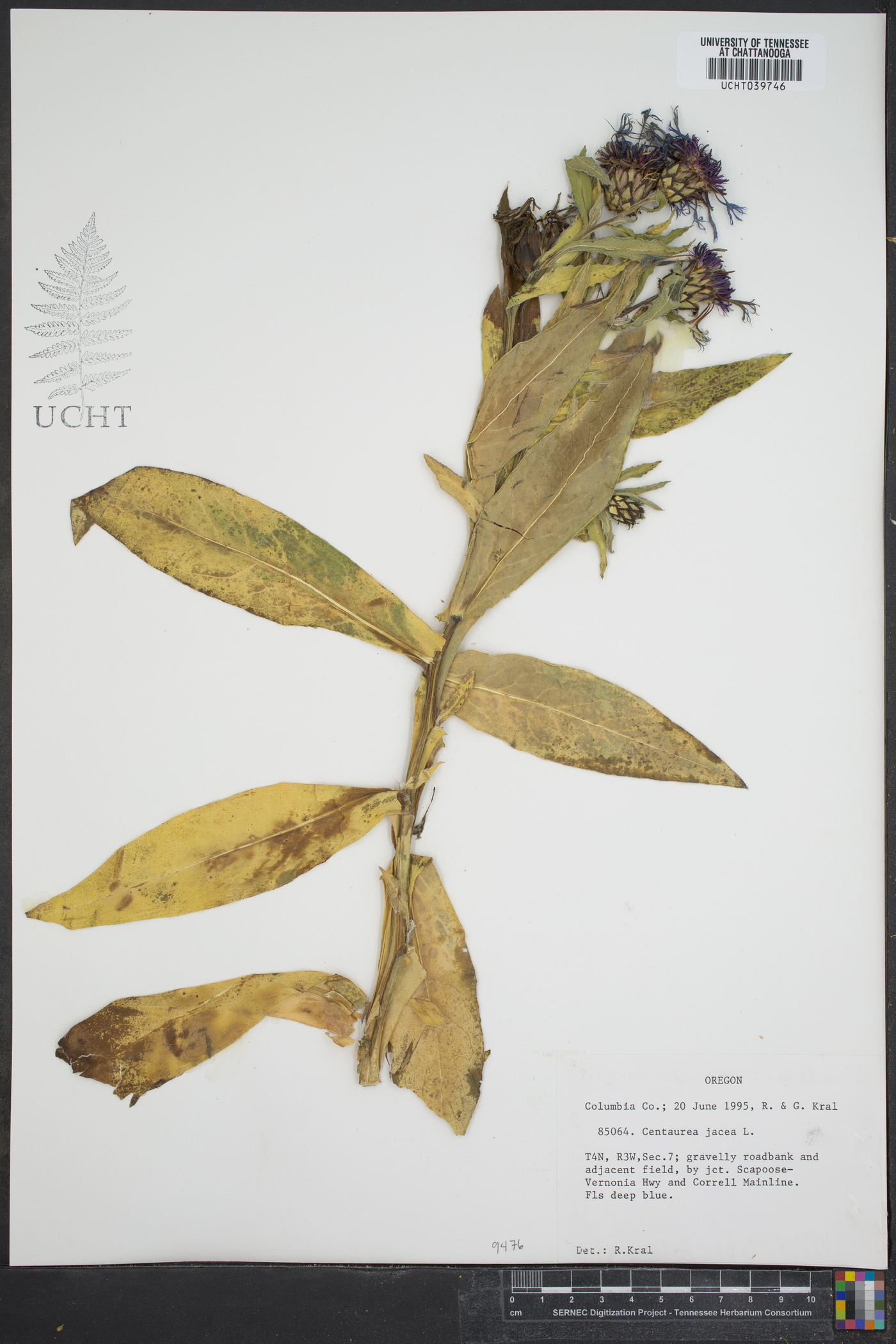 Centaurea jacea image