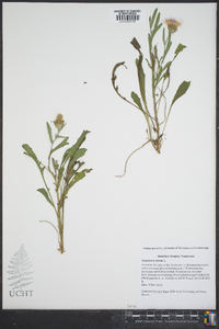 Centaurea stoebe image