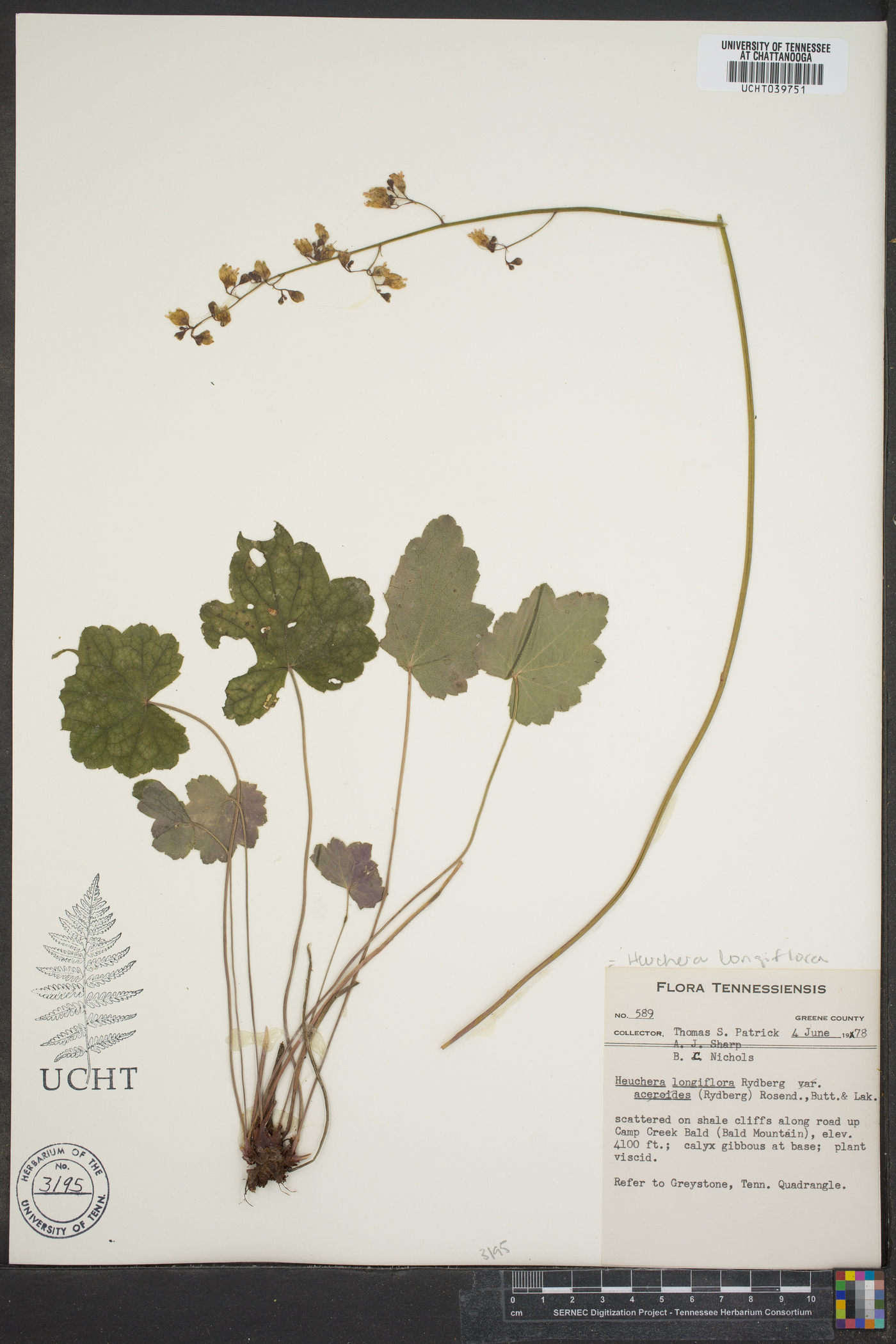 Heuchera longiflora image