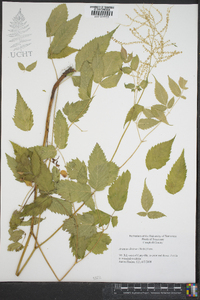 Aruncus dioicus image