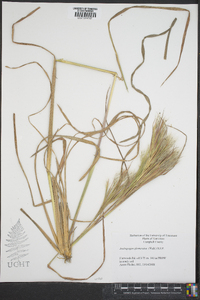 Andropogon glomeratus image