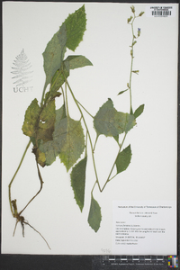 Lactuca floridana image