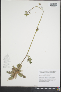 Youngia japonica image