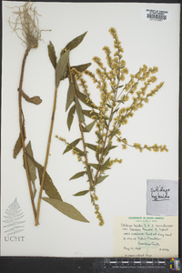 Solidago bicolor image