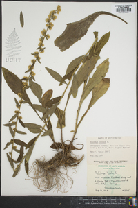 Solidago bicolor image