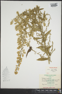 Solidago bicolor image