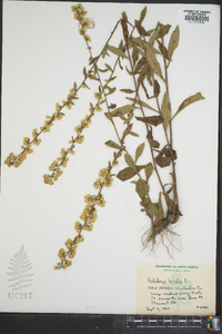 Solidago bicolor image