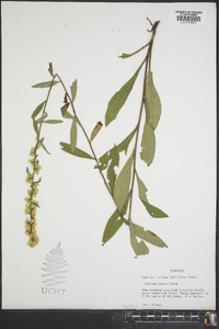 Solidago erecta image