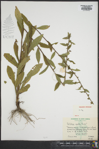 Solidago erecta image