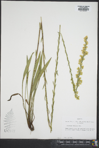 Solidago stricta image