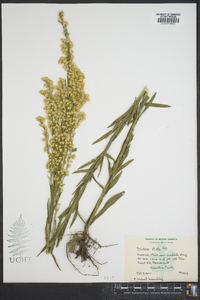 Solidago stricta image