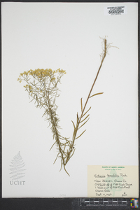 Euthamia tenuifolia image