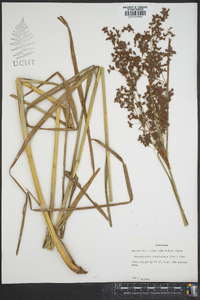 Rhynchospora corniculata image