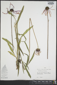 Echinacea pallida image