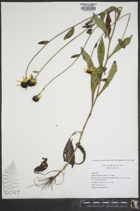 Rudbeckia fulgida var. fulgida image