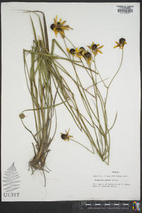 Rudbeckia mohrii image