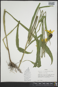 Rudbeckia nitida image