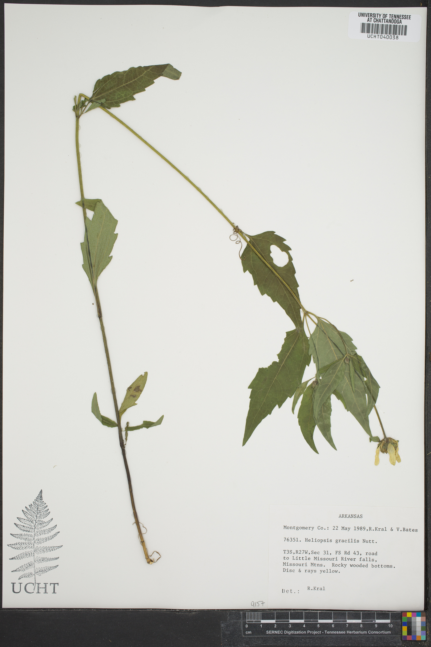 Heliopsis gracilis image