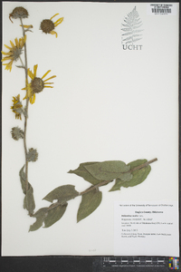 Helianthus mollis image