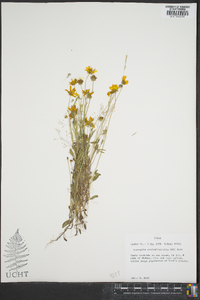 Coreopsis tinctoria image