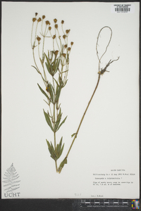 Coreopsis delphiniifolia image