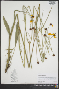 Coreopsis gladiata image