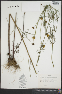 Coreopsis grandiflora image