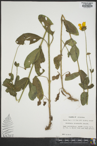 Coreopsis intermedia image