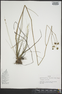 Coreopsis nudata image