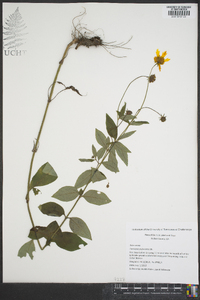 Coreopsis pubescens image