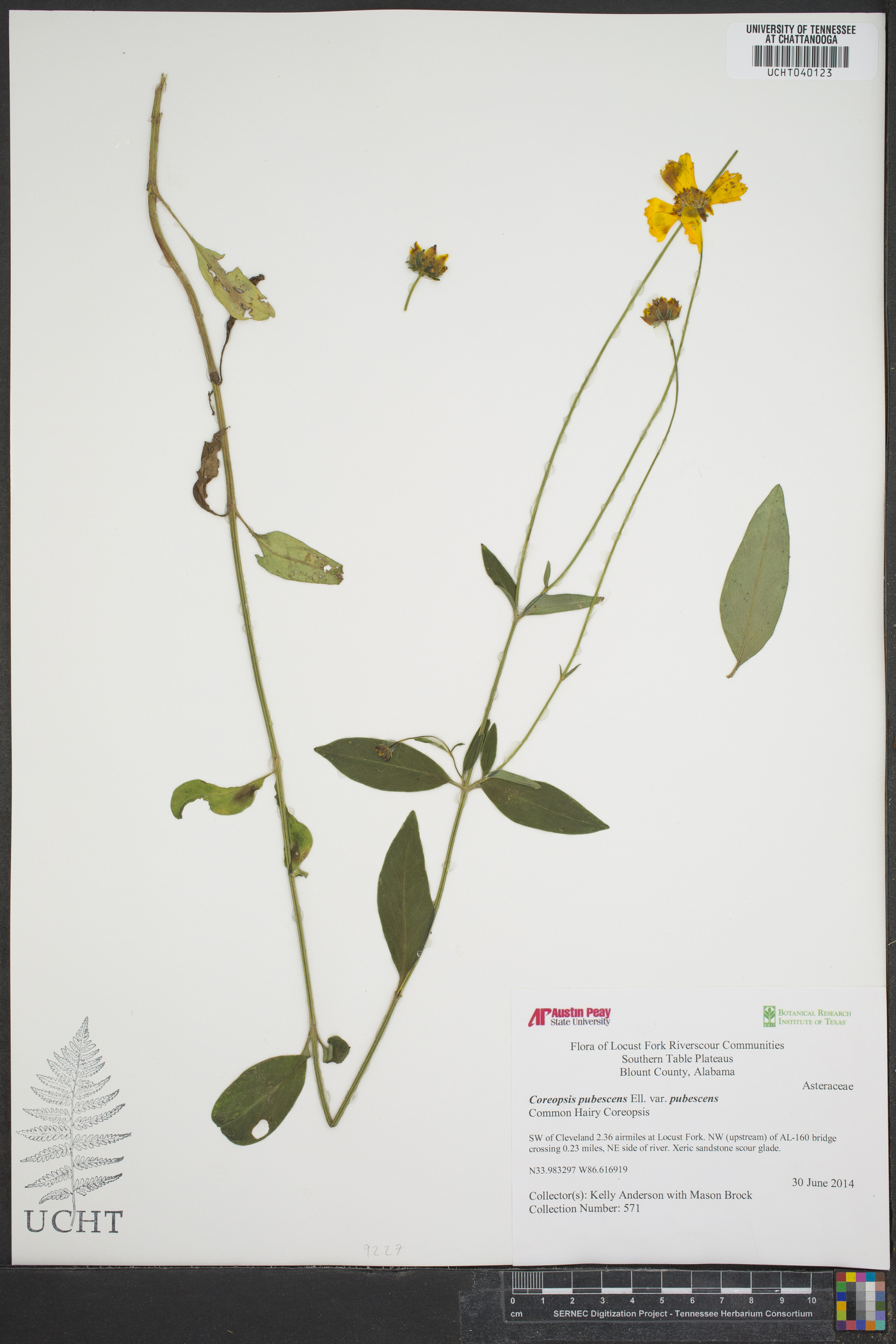 Coreopsis pubescens var. pubescens image