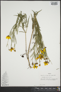 Coreopsis verticillata image