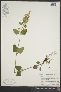 Scutellaria incana image