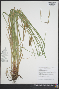 Carex bullata image