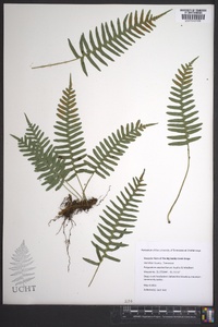 Polypodium appalachianum image