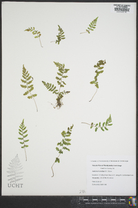 Asplenium bradleyi image