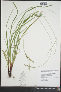 Carex swanii image